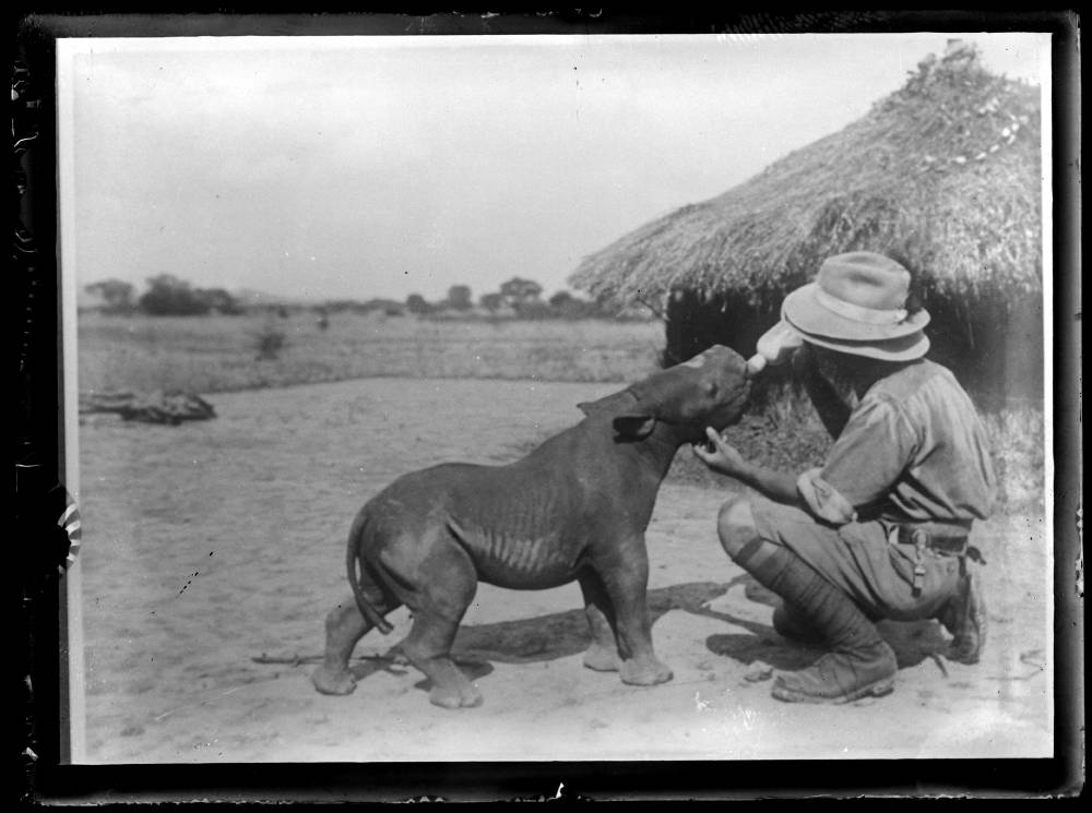 itty bitty hippo, somewhere in Africa, a long time ago