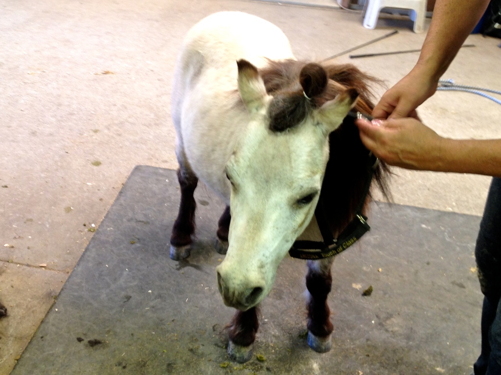 So adorable.  A teeny tiny buckskin.  With manners!